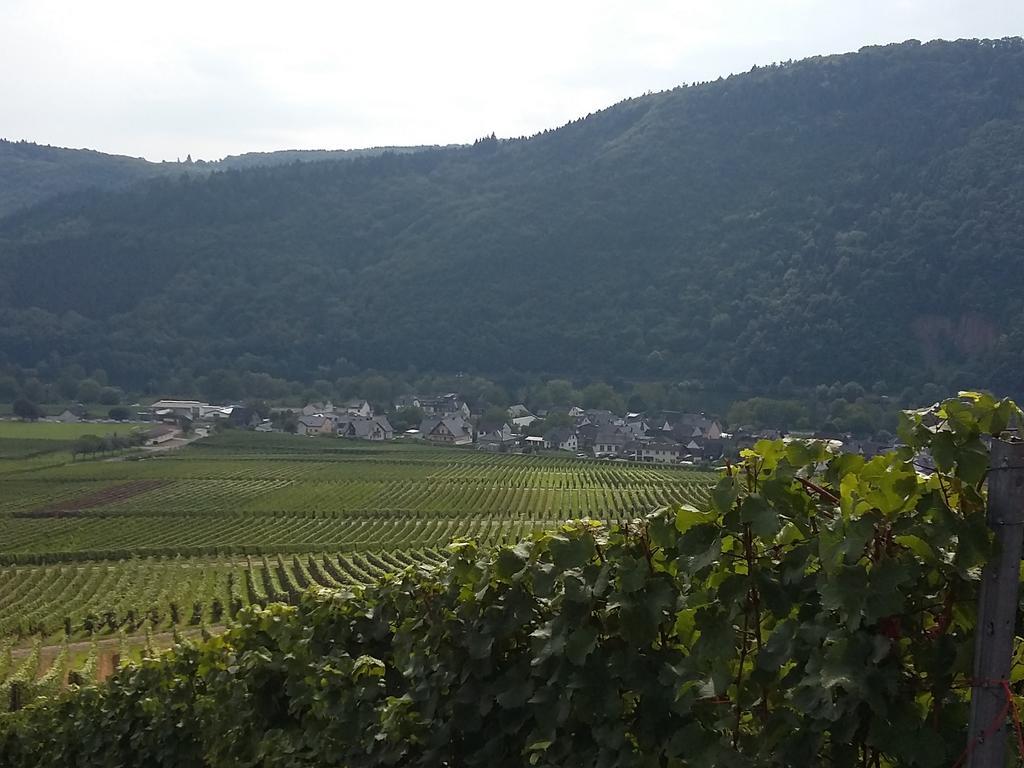 Hotel Ferienhaus "Anne" Und Weingut Willi Fett Ellenz-Poltersdorf Exteriér fotografie